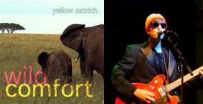 Wild Comfort - Yellow Ostrich